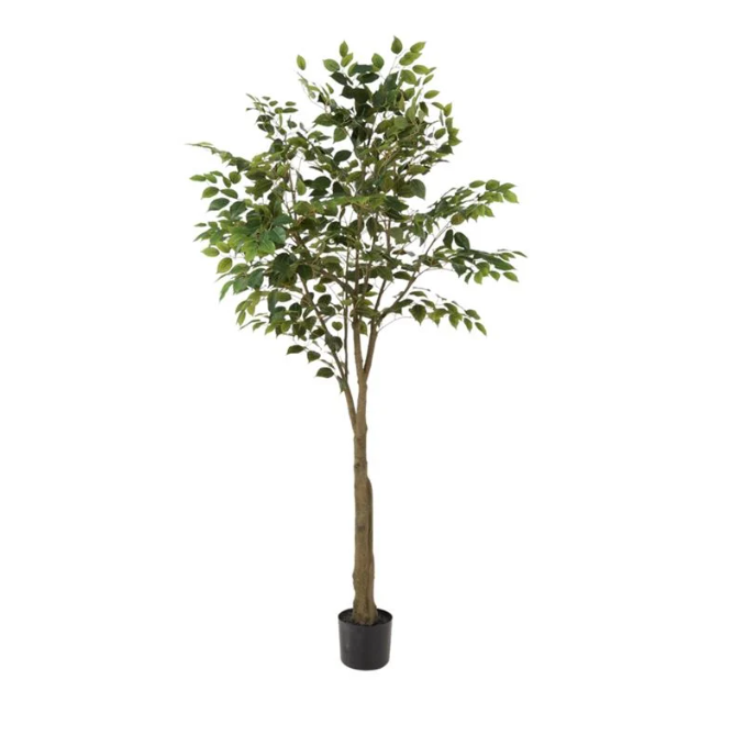 Green Weeping Ficus - 182cm