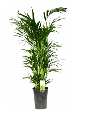 PLANT-DYPSIS++5L LUTESCENS GOLD CANE PALM