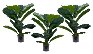 Fiddle Leaf in Pot 50cmHigh-12leaves (Set of 3)