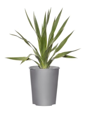 PLANT-DRACAENA++5L DRACO