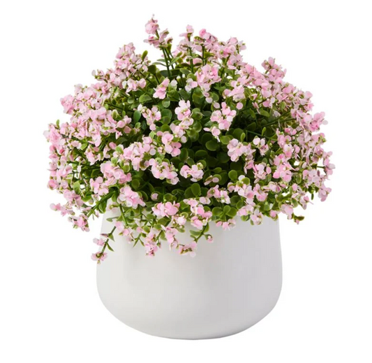 Pink & Green Potted Nemesia - 20cm x 23cm