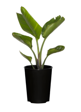 PLANT-STRELITZIA++5L NICOLAI