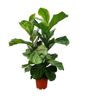 PLANT-FICUS++200MM LYRATA