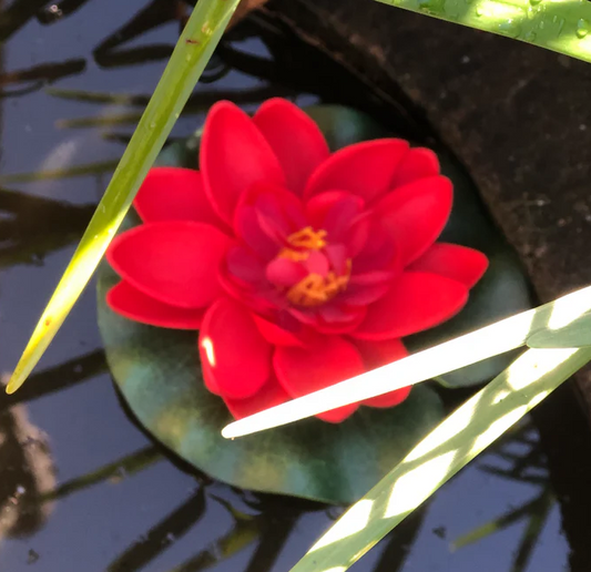 Small floating lotus flower - RED